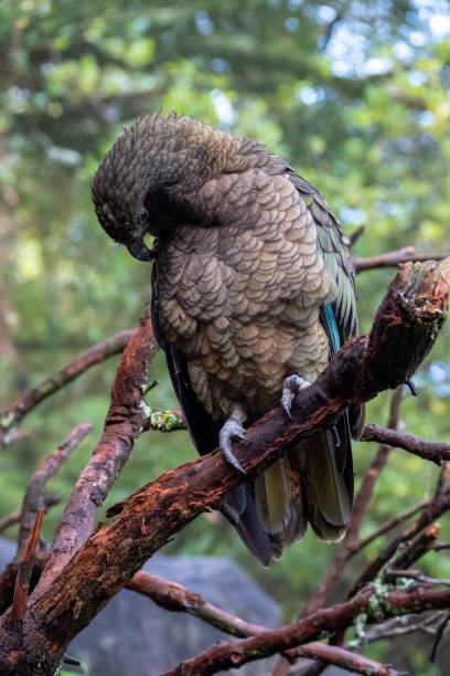 istock Kea bird close up portrait 1400787349