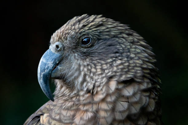 Kea bird close up portrait