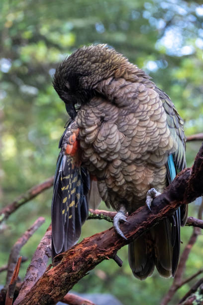 istock Kea bird close up portrait 1400788063