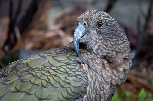 Kea bird close up portrait