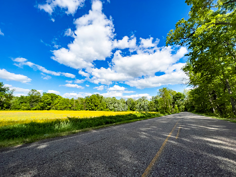 A country road is shaded by trees on a summer day with white puffy clouds. There is a field of yellow mustard plants in bloom.
