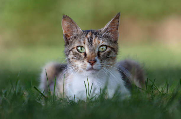 istock beautiful colorful stray cat close-up 1400788580