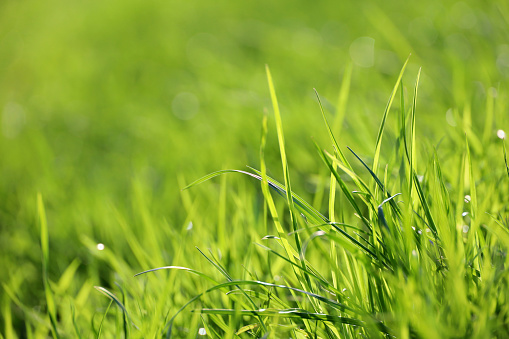 Fresh spring or summer nature, sunny meadow