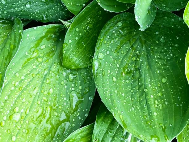 Photo of Hosta Leaves with Rain Drops