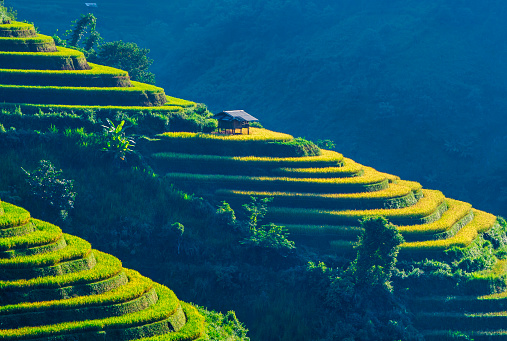 Growing rice on terraced fields is a tradition dating back thousands of generations of people in the Northwest region of Vietnam. Ripe rice season on terraced fields has many beautiful scenes