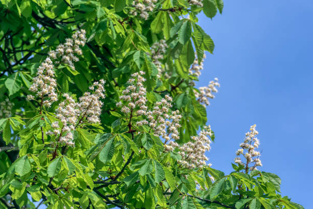 青空に咲く栗の木。暖かい春の日に白い栗の花。クローズ アップ。 - chestnut close up close to macro ストックフォトと画像