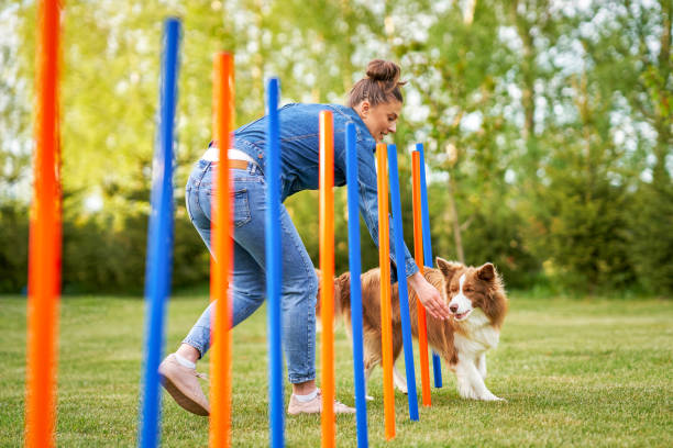 Chocolate White Border Collie with woman owner stock photo