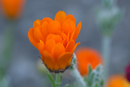 Orange flower marigold kalendula, calendula flowerbed closeup macro, selective focus