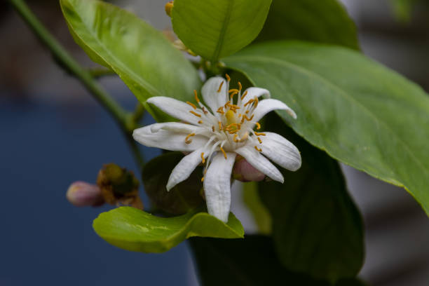 istock Close up of a white lemon blossom, also called Citrus x limon 1400790569