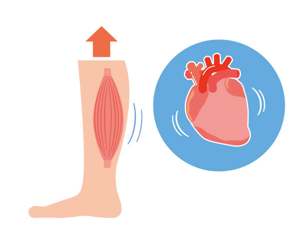 Calf and heart pumping image Calf and heart pumping image human muscle stock illustrations