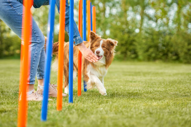 istock Chocolate White Border Collie with woman owner 1400790787