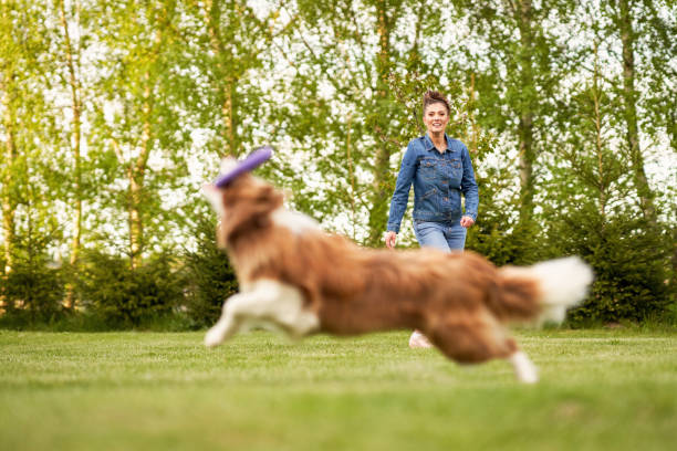 istock Chocolate White Border Collie with woman owner 1400790822