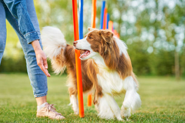 istock Chocolate White Border Collie with woman owner 1400790847