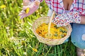 Basket of fresh yellow natural dandelion herb