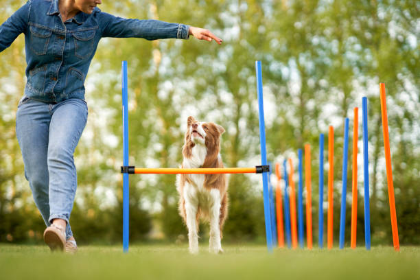 istock Chocolate White Border Collie with woman owner 1400791016