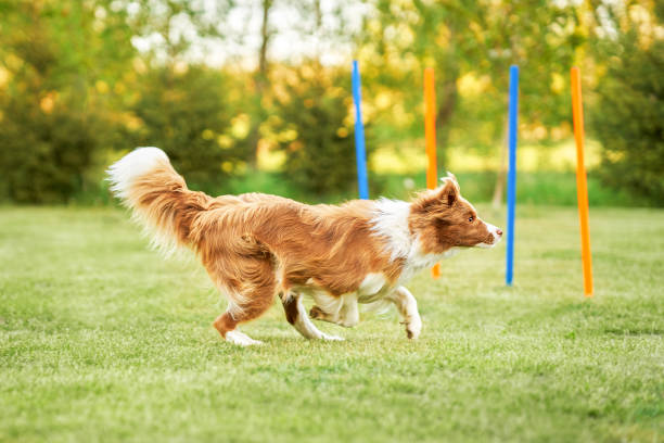 brązowa czekolada border collie szkolenie psów w ogrodzie - exhibition of dog zdjęcia i obrazy z banku zdjęć