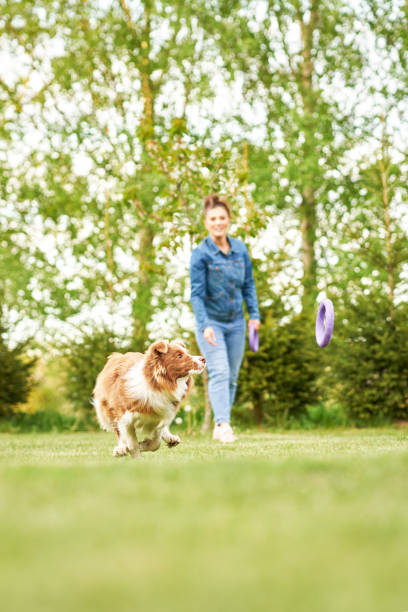 istock Chocolate White Border Collie with woman owner 1400791949