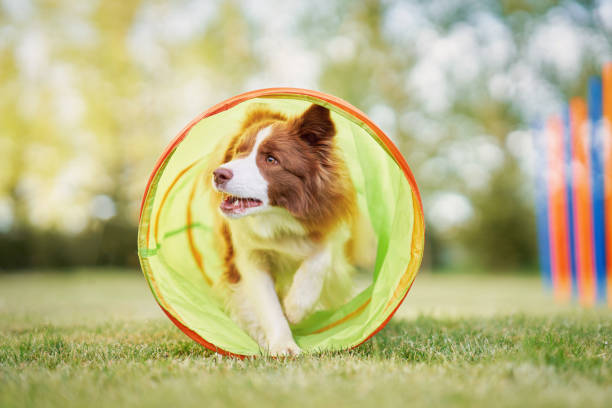 istock Brown chocolate Border Collie dog training in the garden 1400792004