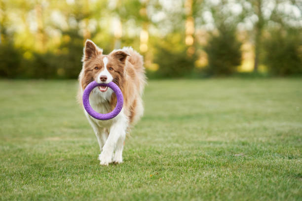 Brown chocolate Border Collie dog training in the garden stock photo