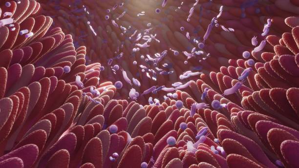 Microbiome intestine factories and microbiota. Gut health 3d render. Microvilli with factories in intestine stock photo