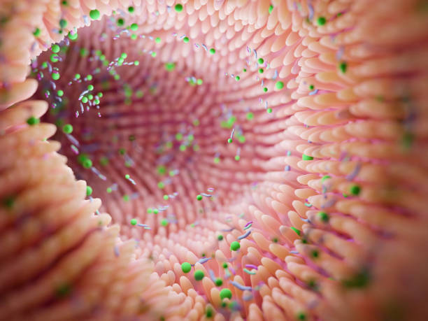 gut health microbiome gut health gut microbiome