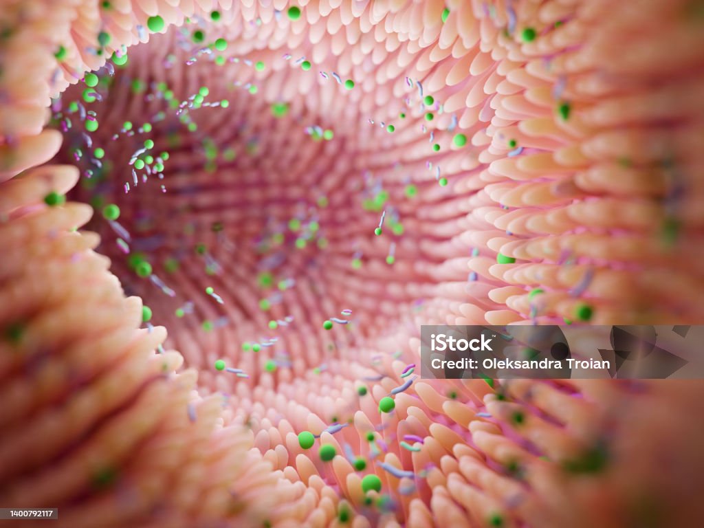 Microbiome intestine factories and microbiota. Gut health 3d render. Microvilli with factories in intestine Microbiome intestine factories and microbiota. Gut health 3d render. Microvilli with factories in intestine . High quality 3d illustration Intestine Stock Photo