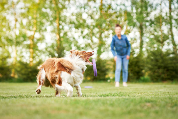 istock Chocolate White Border Collie with woman owner 1400792129