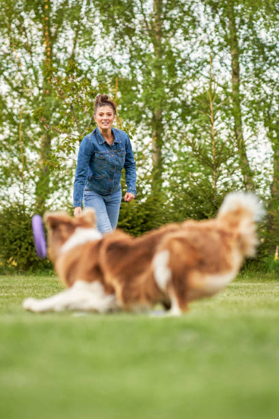 istock Chocolate White Border Collie with woman owner 1400792244