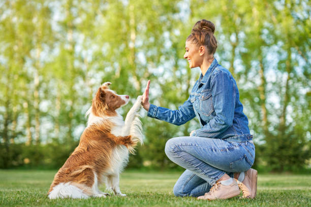 istock Chocolate White Border Collie with woman owner 1400792479