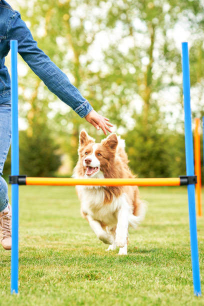 istock Chocolate White Border Collie with woman owner 1400792696