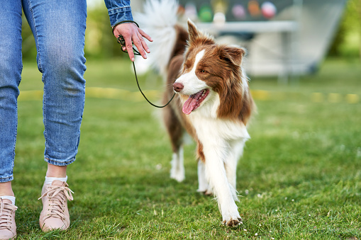 Chocolate White Border Collie with woman owner. High quality photo