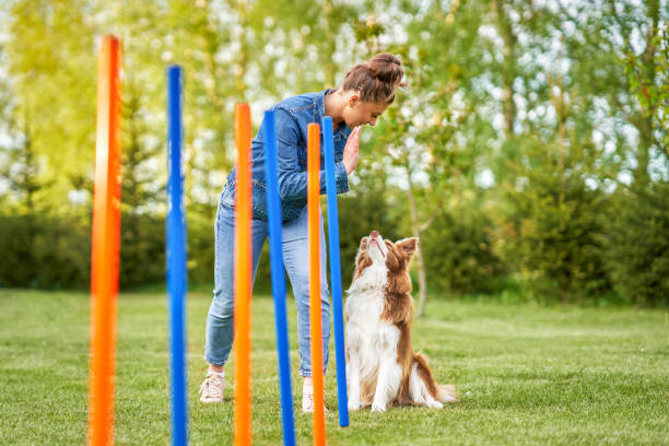 istock Chocolate White Border Collie with woman owner 1400793643