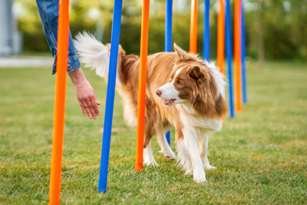 istock Chocolate White Border Collie with woman owner 1400793770