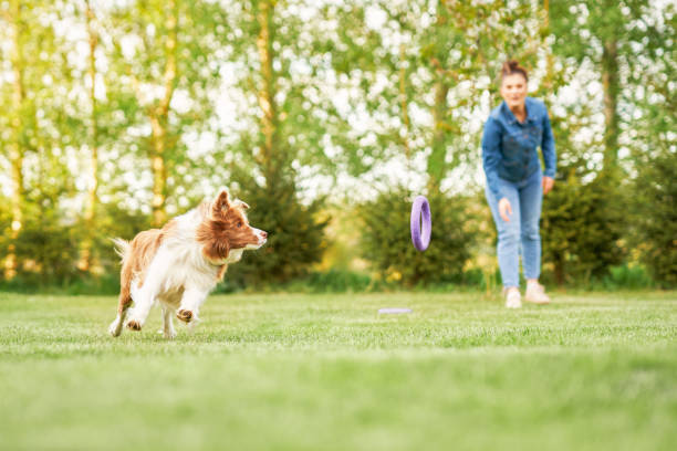 istock Chocolate White Border Collie with woman owner 1400793993