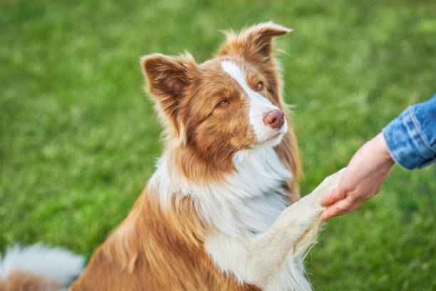 istock Chocolate White Border Collie with woman owner 1400794709