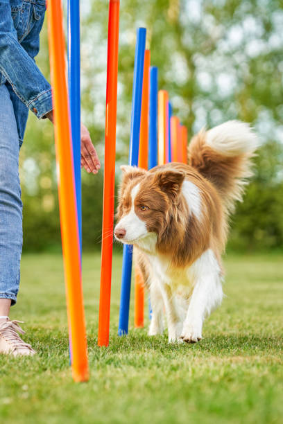 istock Chocolate White Border Collie with woman owner 1400795470