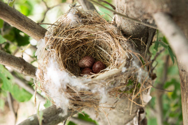 istock bird's Nest in the Woods on a Tree with Eggs 1400795475