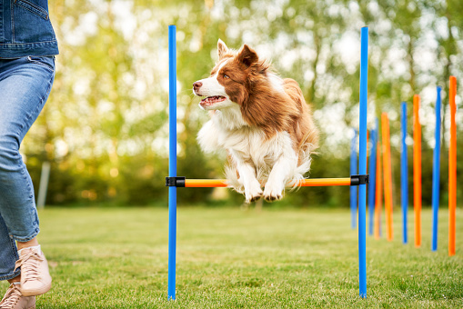 Chocolate White Border Collie with woman owner. High quality photo