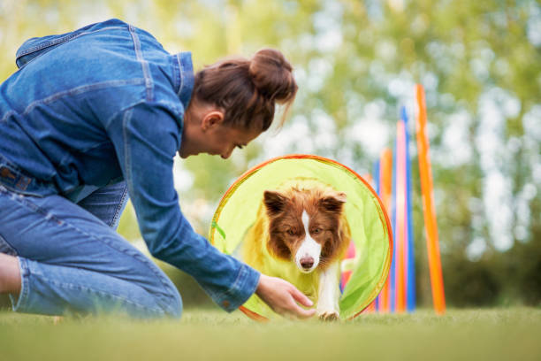Chocolate White Border Collie with woman owner Chocolate White Border Collie with woman owner. High quality photo obedience training stock pictures, royalty-free photos & images