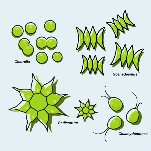 Microalgae Microalgae are microscopic organisms that invisible to the naked eye. chlamydomonas stock illustrations