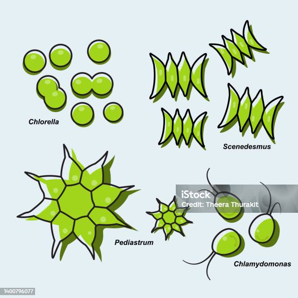 Microalgae Pattern Microalgae Stock Illustration - Download Image Now - Chlorophyll, Algae ...