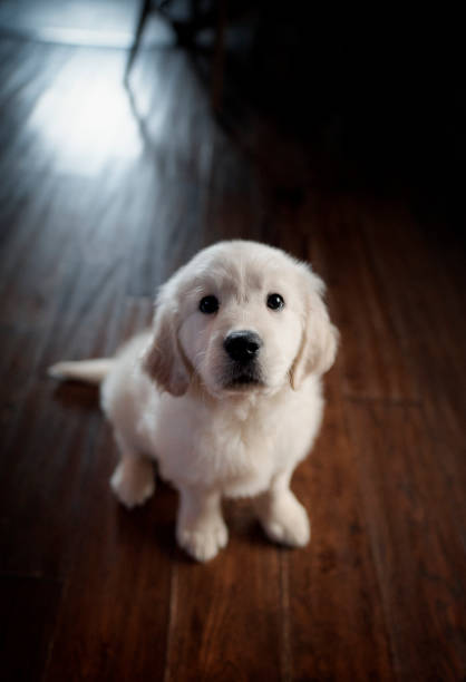 istock The Miniature Golden Retriever 1400796205