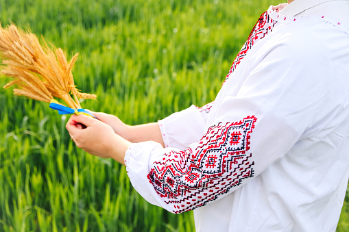 Defocus woman in vyshyvanka holding bouquet of ripe golden spikelets of wheat tied on the meadow nature background. Flag Ukraine. Independence. Ukraine. Side view. Out of focus.
