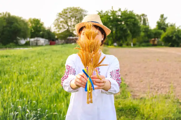Defocus woman in vyshyvanka holding bouquet of ripe golden spikelets of wheat tied on the meadow nature background. Flag Ukraine. Independence. Agriculture Ukraine. Holodomor. Side view. Out of focus.