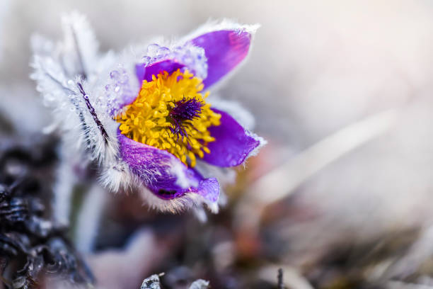Spring flower detail. Blossoming pasque flower Spring flower detail. Blossoming pasque flower and sun with a natural backlight. (Pulsatilla grandis) pulsatilla grandis field stock pictures, royalty-free photos & images
