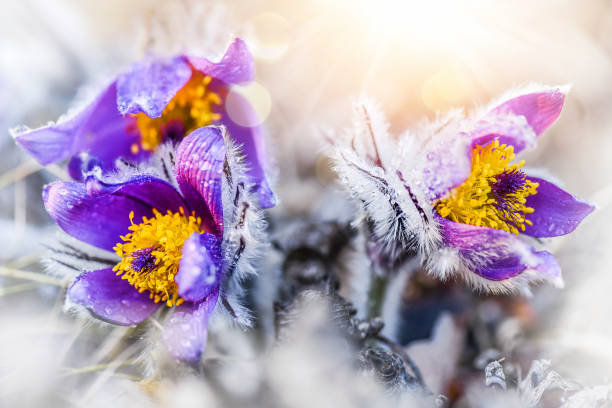 Spring flower detail. Blossoming pasque flower Spring flower detail. Blossoming pasque flower and sun with a natural backlight. (Pulsatilla grandis) pulsatilla grandis stock pictures, royalty-free photos & images