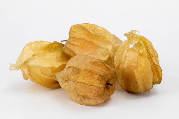 Fresh Physalis Fruit-Cape Gooseberry-Golden berries Fresh Physalis Fruit - Cape Gooseberry - Golden berries - isolated in plain white background - macro detailing - studio lighting - ample copy space gooseberry cape winter cherry berry fruit stock pictures, royalty-free photos & images