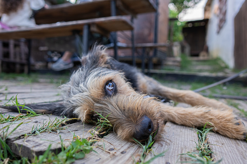 Terrier dog resting in the garden, lying down on the wood in the back yard