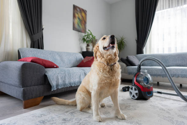 The dog is sitting near the vacuum cleaner in the living room. stock photo