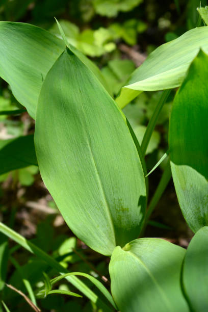 istock Lily of the valley 1400800009